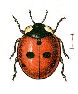 Coccinella.quinquepunctata.jacobs24.jpg