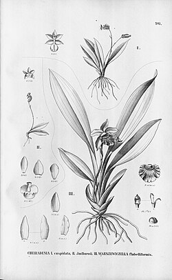 Cochleanthes (=Warszewiczella) flabelliformis.jpg