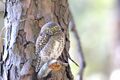 Collared Owlet1.jpg