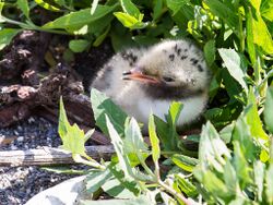 CommonTern-Chick.jpg