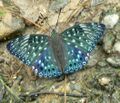 Constable butterfly Dichorragia nesimachus.jpg