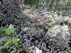 Coprinellus disseminatus 111.jpg