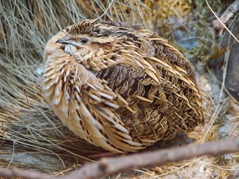 Coturnix coturnix (Warsaw zoo)-1.JPG