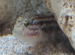 Crested-goby.png