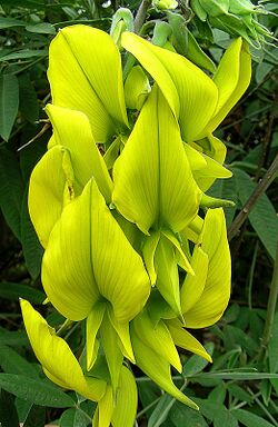 Crotalaria agatiflora 9575235528).jpg