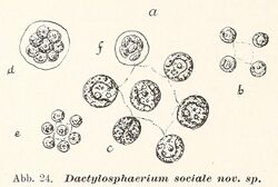 Dactylosphaerium sociale.jpg