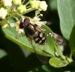 Dasysyrphus creper (male)2.JPG