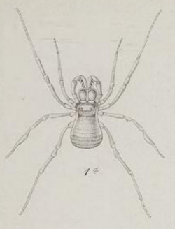 Die Arachniden Australiens 2 Taf VI (Fig 1a).png