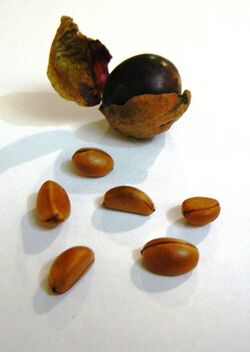 Diospyros whyteana - fruit and seeds 3.JPG