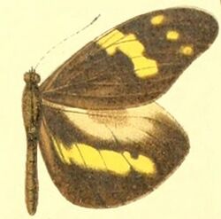 Dismorphia arcadia male.JPG