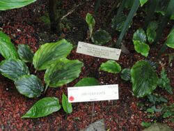 Dorstenia elata - University of California Botanical Garden - DSC08989.JPG