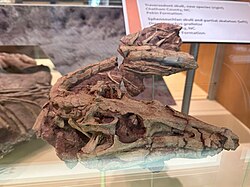 Dromicosuchus skull.jpg