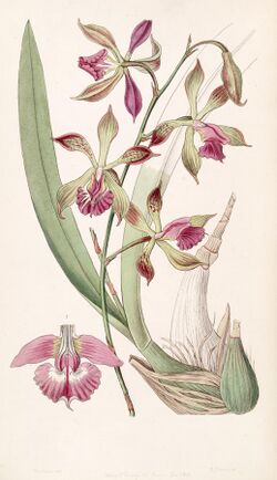 Encyclia plicata (as Epidendrum plicatum) - Edwards vol 33 (NS 10) pl 35 (1847).jpg