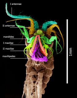 Epischura baikalensis Scanning Electron Microscope Photography.jpg