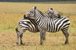 A pair of Plains zebra facing each other and rubbing heads on the others body