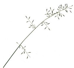 Eragrostis leptostachya flowerhead1a (8474998243).jpg