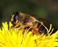 Eristalis November 2007-2.jpg