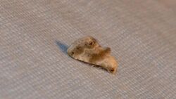 Eublemma minima - Everlasting Bud Moth (10095143716).jpg