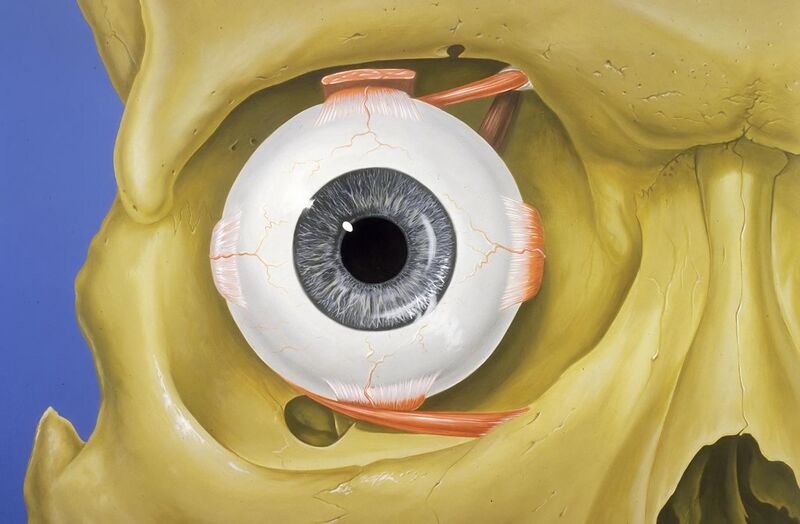 File:Eye orbit anatomy anterior2.jpg