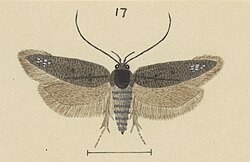 Fig 17 MA I437923 TePapa Plate-LXII-A-supplement full (cropped).jpg