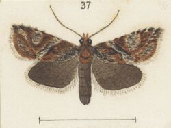 Fig 37 MA I437625 TePapa Plate-XXVI-The-butterflies full (cropped).jpg