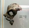 Frammenti di cranio di australopithecus boisei e australopithecus robustus - Museo di Storia Naturale di Milano detail KNM-ER 732.jpg