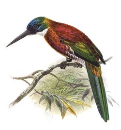 Galbula chalcothorax Keulemans, b.jpg