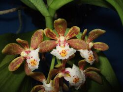 Gastrochilus dasypogon.jpg