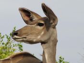 Greater kudu face.jpg