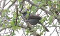 Grey Wren-Warber (Calamonastes simplex) (46522745702).jpg