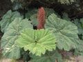 Gunnera insignis.jpg