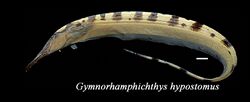 Gymnorhamphichthys hypostomus.jpg