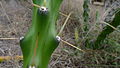 Harrisia Cactus, Harrisia martinii (10868982595).jpg