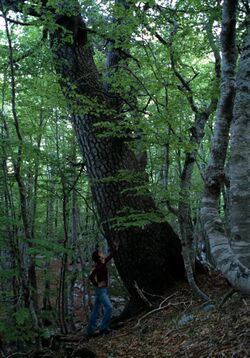 Heldreichii Orjen Beechforest.jpg