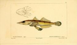 Histoire naturelle des poissons (Pl. 82) (7949972448).jpg