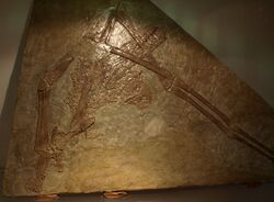 HoopterusGracilis-PaleozoologicalMuseumOfChina-May23-08.jpg