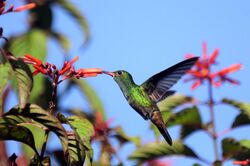 Hummingbird at La Selva Costa Rica.JPG