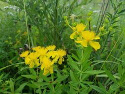 Hypericum swinkianum.jpg