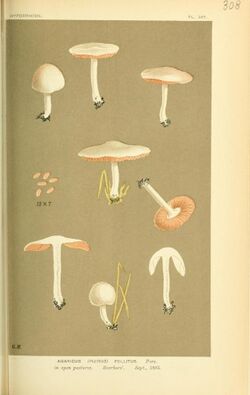 Illustrations of British Fungi (Hymenomycetes), to serve as an atlas to the "Handbook of British Fungi" (Pl. 308) (8722233495).jpg