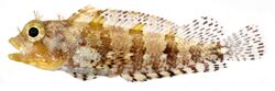 Labrisomus bucciferus, Adult (Puffcheek Blenny) (2849264382).jpg