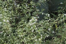 Lantana achyranthifolia.jpg