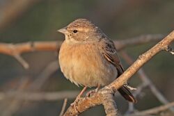 Lark-like bunting (Emberiza impetuani impetuani).jpg