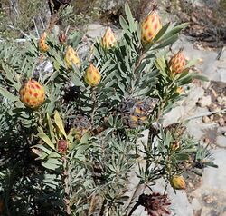 Leucadendron rubrum f Nicola van Berkel 3.jpg