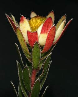 Leucadendron spissifolium subsp. spissifolium 1DS-II 3-5488.jpg