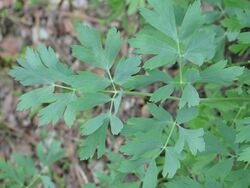 Lomatium californicum.jpeg