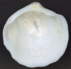 Lucina pensylvanica (Pennsylvania lucine clam) (San Salvador Island, Bahamas) 2 (16188530671).jpg