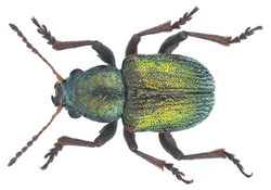 Macrocoma rubripes (Schaufuss, 1862) male (16633879489).png