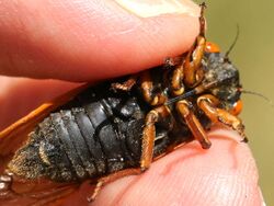 Magicicada cassinii-male ventral.jpg