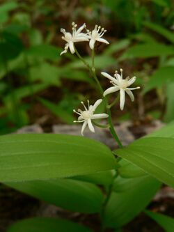 Maianthemum stellatum 15290.JPG