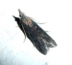 Mediterranean Flour Moth. Epischnia illotella - Flickr - gailhampshire (1).jpg